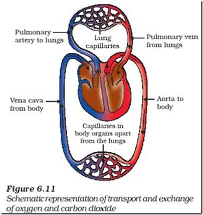 Biology X | LIFE PROCESSES | Transportation in Human Beings - CBSE