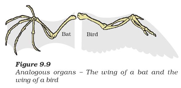 Birds And Bats