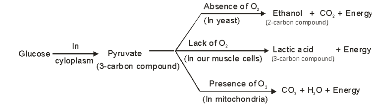 cbse-10th-biology-life-processes-respiration-cbse-tutorials