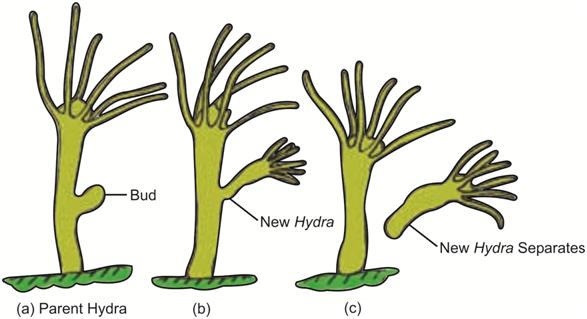 Cbse Class 10 Biology Reproduction Asexual Reproduction Cbse