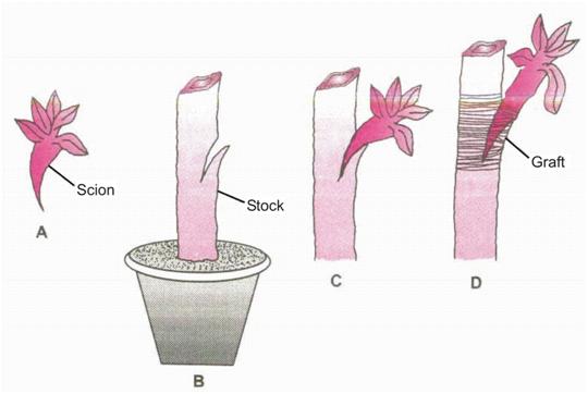 Cbse Class 10 Biology Reproduction Asexual Reproduction Cbse Tutorials 