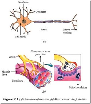 Biology X | Control and Coordination | ANIMALS – NERVOUS SYSTEM - CBSE ...