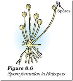 Biology X | How do Organisms Reproduce | MODES OF REPRODUCTION USED BY ...