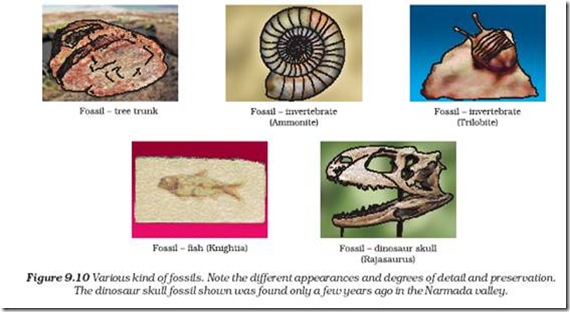 Biology X | Heredity And Evolution | Fossils - CBSE Tutorials