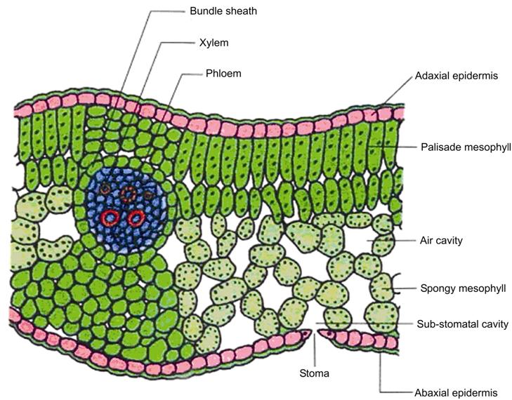 080917_0809_CBSE10thBio3.jpg - CBSE Tutorials