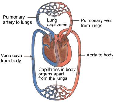 CBSE Class 10th Biology | Life Processes | Transportation - CBSE Tutorials