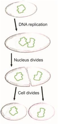 CBSE Class 10 Biology | Reproduction | Asexual reproduction - CBSE ...