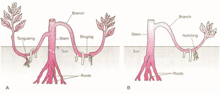 CBSE Class 10 Biology | Reproduction | Asexual Reproduction - CBSE ...